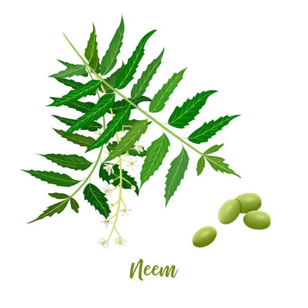 neem blattzweig, blumen und schoten. ayurveda herb. wird bei augenbeschwerden, magenverstimmung, appetitlosigkeit, - fruit painting food oil painting stock-grafiken, -clipart, -cartoons und -symbole