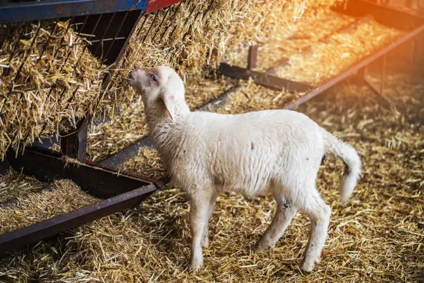 Photo of Baby goat feeding