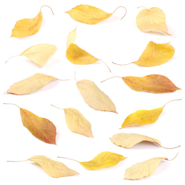 istock Collection group beautiful colorful autumn cherry leaves 1152690915