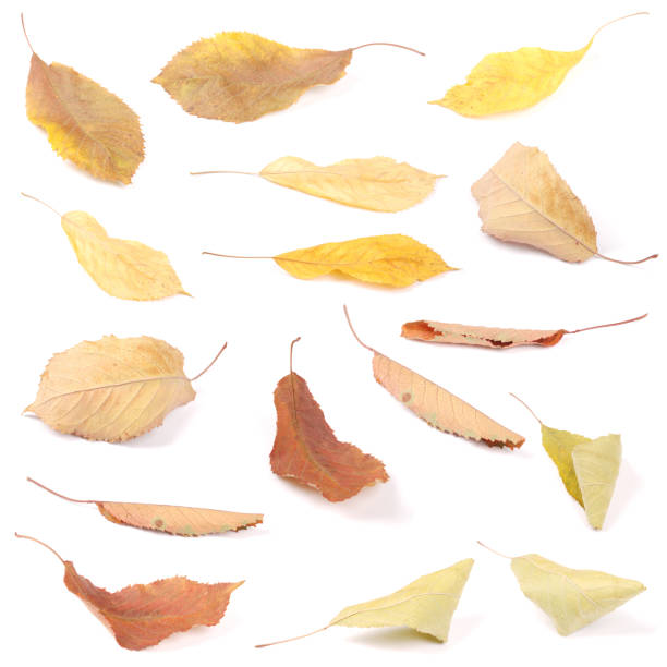istock Collection group beautiful colorful autumn cherry leaves 1152691173