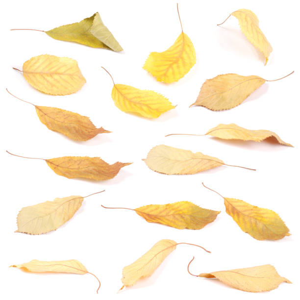 istock Collection group beautiful colorful autumn cherry leaves 1152692323