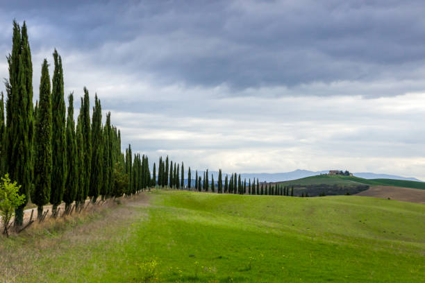 istock green hills of Tuscany 1152692904