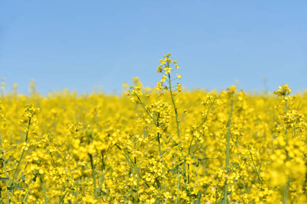 istock A bright field of yellow rape flowers against a blue sky 1152694184