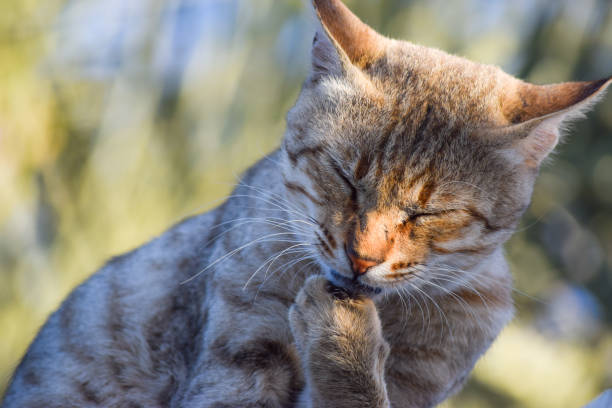 istock cat looking sleepy in garden outside 1152695526