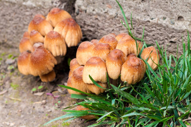 Young fruit bodies of Glistening Inkcap Mushroom (Coprinellus micaceus) closeup Young fruit bodies of Glistening Inkcap Mushroom (Coprinellus micaceus) near concrete wall psathyrellaceae stock pictures, royalty-free photos & images