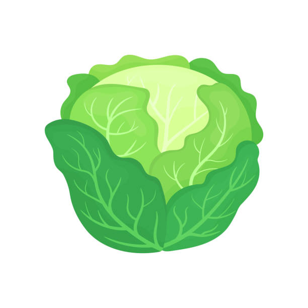 ilustrações, clipart, desenhos animados e ícones de repolho verde fresco isolado no fundo branco. comida orgânica. estilo dos desenhos animados. ilustração do vetor para o projeto. - cabbage