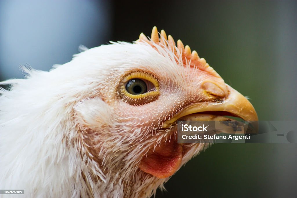 chicken head in profile view close up of a bald and sick chicken head in profile view Chicken - Bird Stock Photo