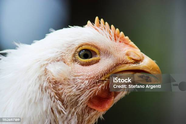 Chicken Head In Profile View Stock Photo - Download Image Now - Chicken - Bird, Illness, Sadness