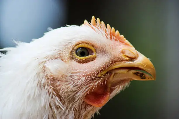 Photo of chicken head in profile view