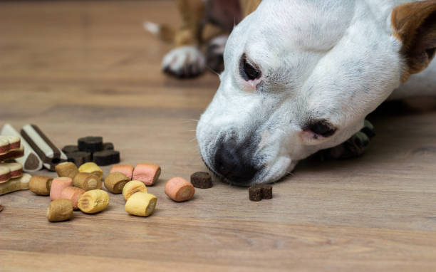 istock Dog with treats 1152697336