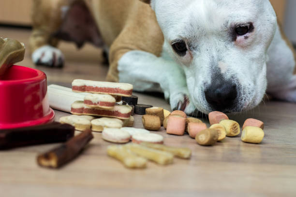 istock Dog with treats 1152697423