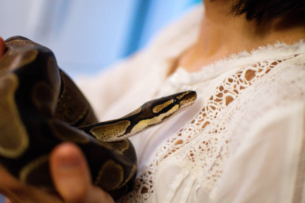 istock Snake held by women 1152699474