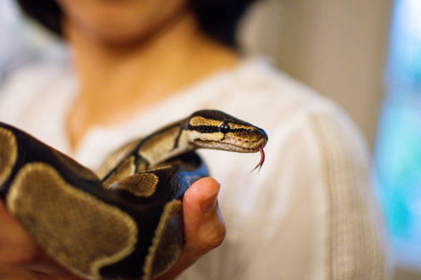 istock Snake held by women 1152699482