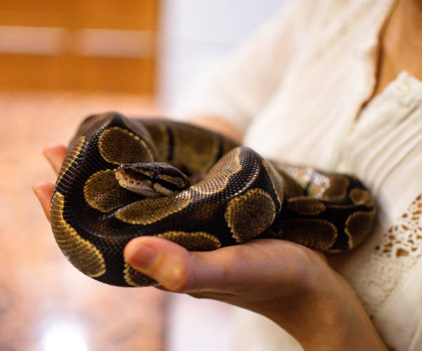 istock Snake held by women 1152699504