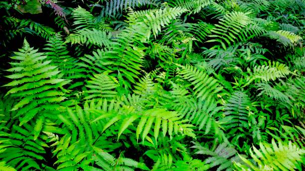 istock ferns of the island 1152699601