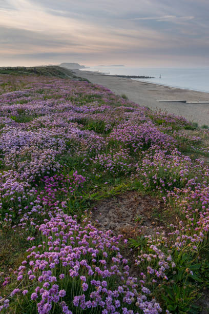 Hengistbury Head Pink Thrift Flowers and Sandy Beach Colourful Dorset Beach covered in pink Sea flowers with beautiful sky hengistbury head photos stock pictures, royalty-free photos & images