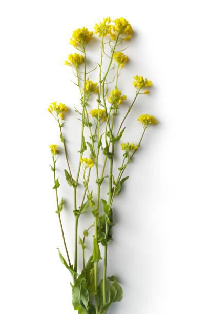 istock Flowers: Rapeseed Flowers Isolated on White Background 1152699949
