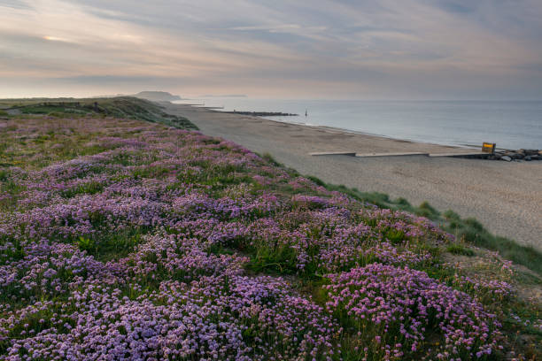 istock Hengistbury Head Pink Thrift Flowers and Sandy Beach 1152700609