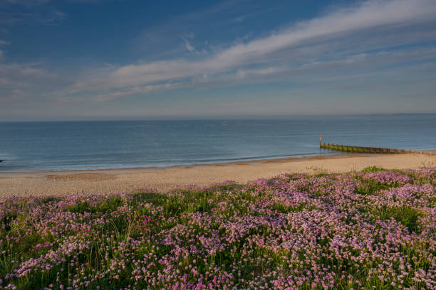 Hengistbury Head Pink Thrift Flowers and Sandy Beach Colourful Dorset Beach covered in pink Sea flowers with beautiful sky hengistbury head photos stock pictures, royalty-free photos & images