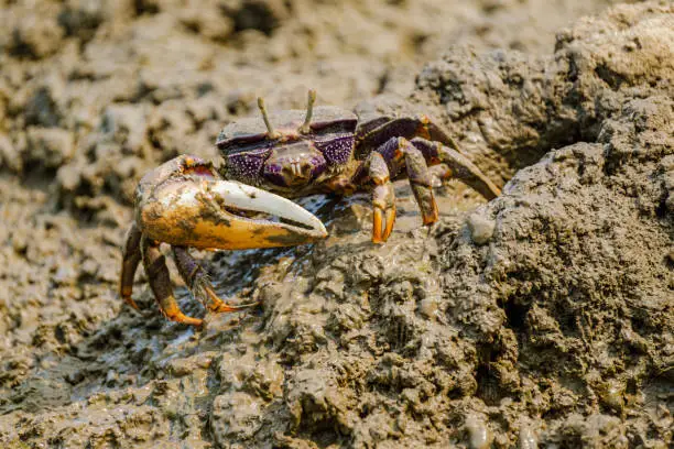 Photo of Beautiful colorful Fiddler crab