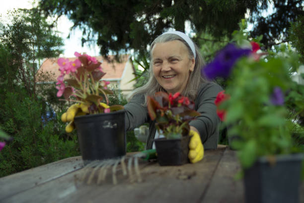 istock Smiling senior gardener working with flowers 1152701636