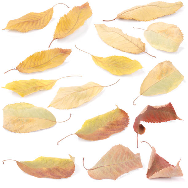 istock Collection group beautiful colorful autumn cherry leaves 1152701947