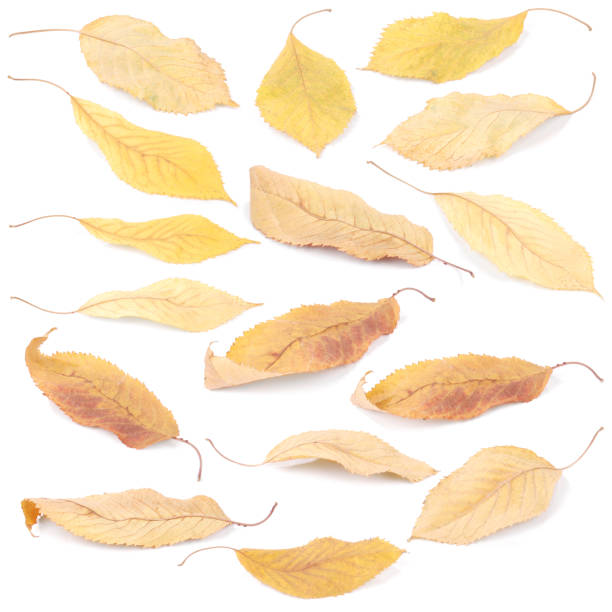istock Collection group beautiful colorful autumn cherry leaves 1152703522
