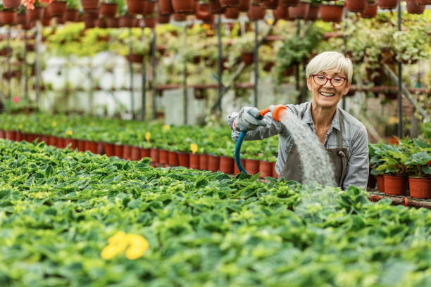 Happy mature florist watering plants with garden hose in a greenhouse. Happy female gardener watering potted flowers with garden hose in plant nursery. garden hose photos stock pictures, royalty-free photos & images