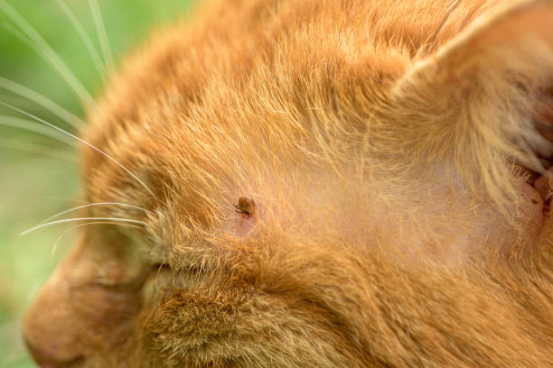 клещ кормления на кошку, крупным планом - lyme disease стоковые фото и изображения