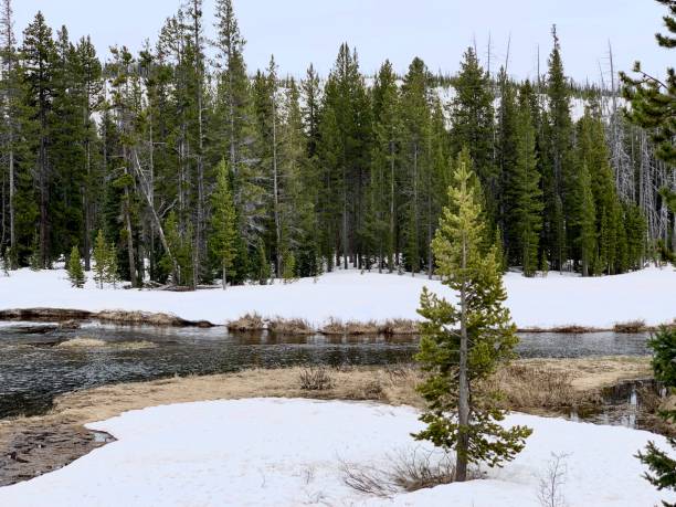istock Yellowstone National Park 1152704551