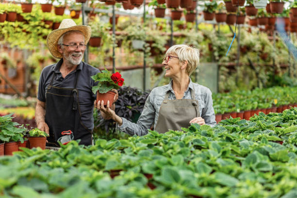 istock Happy mature couple cooperating while working in flower plant nursery. 1152704683