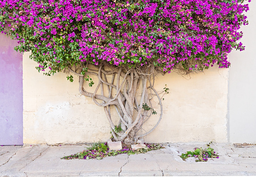 Closeup on a branch tree Paperflower trunk, whose branches cover the wall of a building