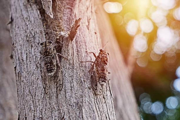 Close-up of pair male summer cicadas sit on tree and making some mating call belted song