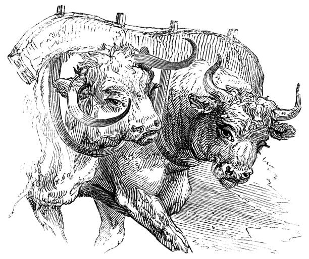 보우 요크 - 19세기 - oxen yoke stock illustrations