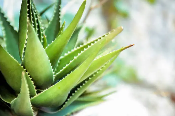 Photo of Aloe vera plant