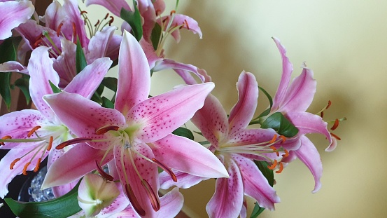 Pink stargazer lily