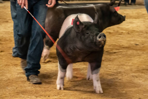 Defiant Pig A pig standing his ground at a livestock show. agricultural fair stock pictures, royalty-free photos & images