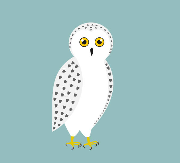 милая белая снежная сова. - owl snowy owl snow isolated stock illustrations