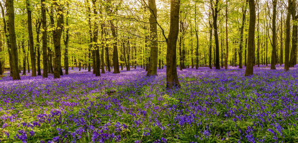 istock Forest full of bluebells flowers 1152708432