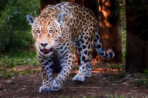istock Jaguar approaching, hunting - Pantanal wetlands, Brazil 1152709064