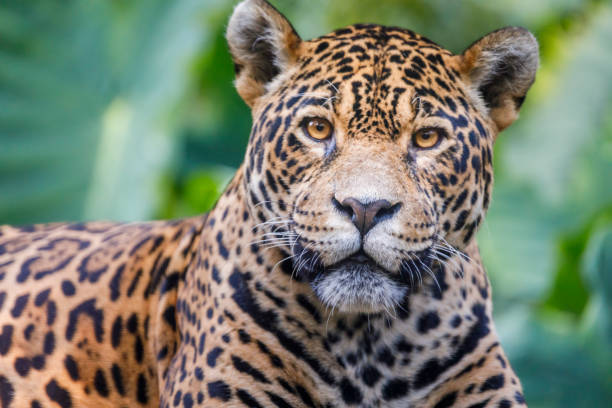 istock Jaguar looking at camera - Pantanal wetlands, Brazil 1152709302