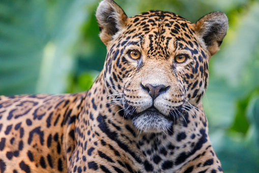Jaguar looking at camera - Pantanal wetlands, Brazil