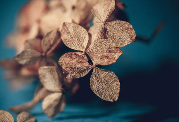 istock Dry textured hydrangea petals on a dark blue background close-up. Dried flowers hydrangea. Potpourri macro. Selective focus 1152710983