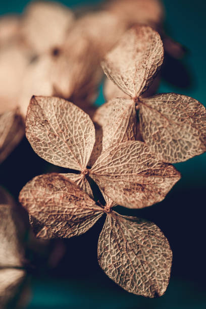 istock Dry textured hydrangea petals on a dark blue background close up. Dried flowers hydrangea. Potpourri macro. 1152711004