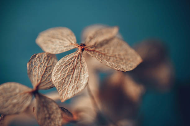 Dry textured hydrangea petals on a dark blue background close up. Dried flowers hydrangea. Potpourri macro.