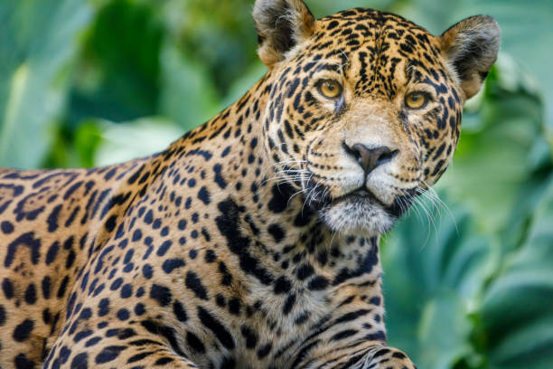 istock Jaguar looking at camera - Pantanal wetlands, Brazil 1152714420