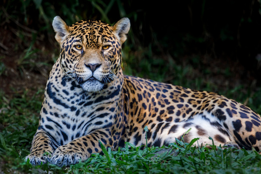 Jaguar resting, relaxing on the jungle - Pantanal wetlands, Brazil