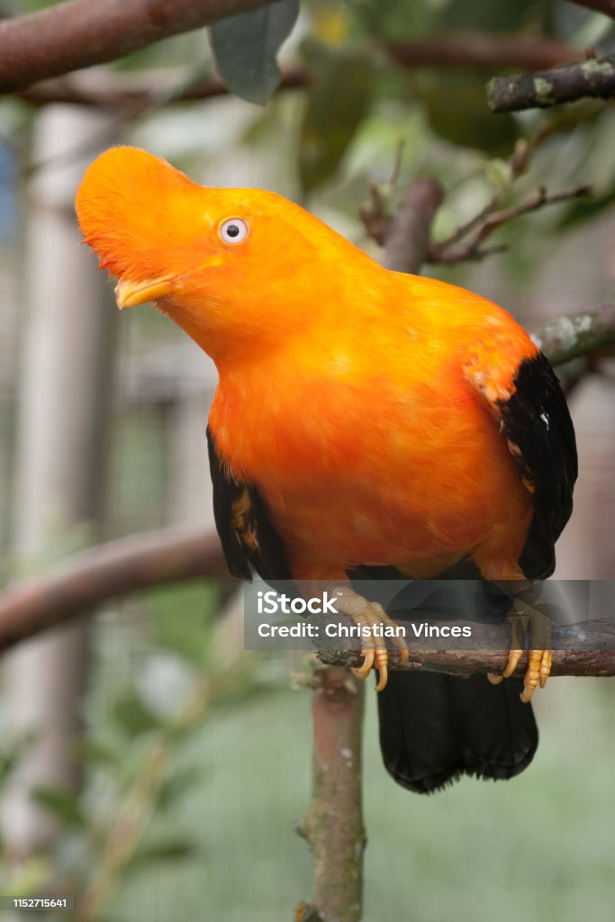 National Bird Of Peru Stock Photo - Download Image Now - Andean Cock Of The Rock, Peru, Andes - iStock National Bird Of Peru Stock Photo - Download Image Now - Andean Cock Of The Rock, Peru, Andes - iStock
