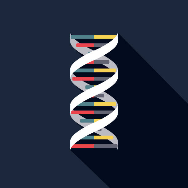 DNA Pregnancy Icon A flat design icon with a long shadow. File is built in the CMYK color space for optimal printing. Color swatches are global so it’s easy to change colors across the document. dna illustrations stock illustrations
