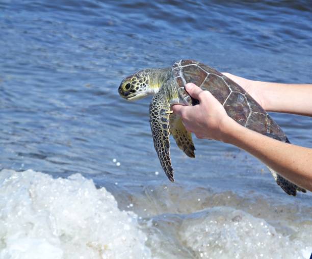 istock Green Sea Turtle (Chelonia mydas)- juvenile in the Atlantic Ocean 1152716680